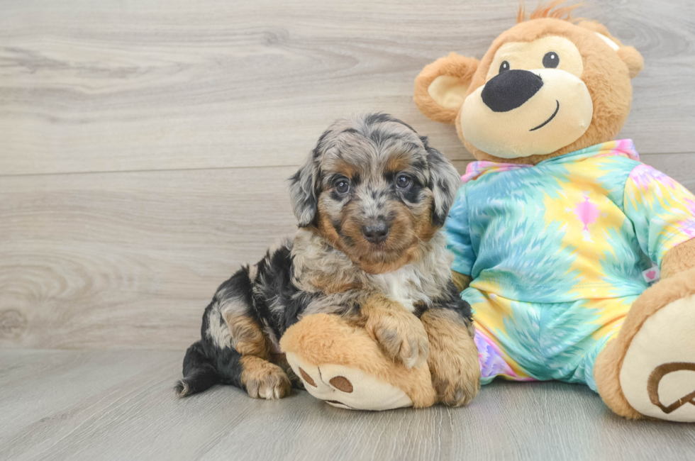 11 week old Mini Aussiedoodle Puppy For Sale - Pilesgrove Pups