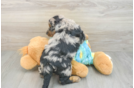 Hypoallergenic Aussiepoo Poodle Mix Puppy