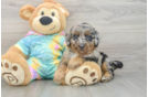 Best Mini Aussiedoodle Baby