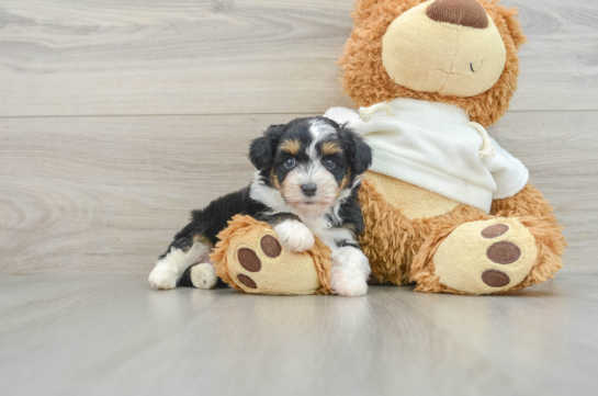 Playful Mini Aussiepoodle Poodle Mix Puppy