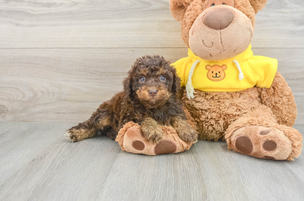 8 week old Mini Aussiedoodle Puppy For Sale - Pilesgrove Pups