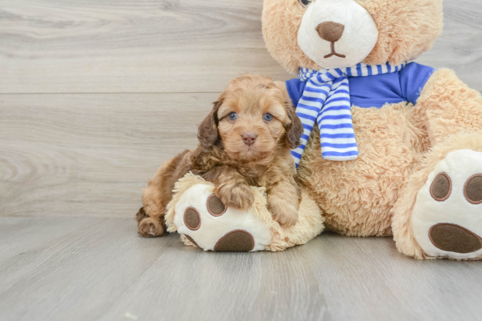 Friendly Mini Aussiedoodle Baby