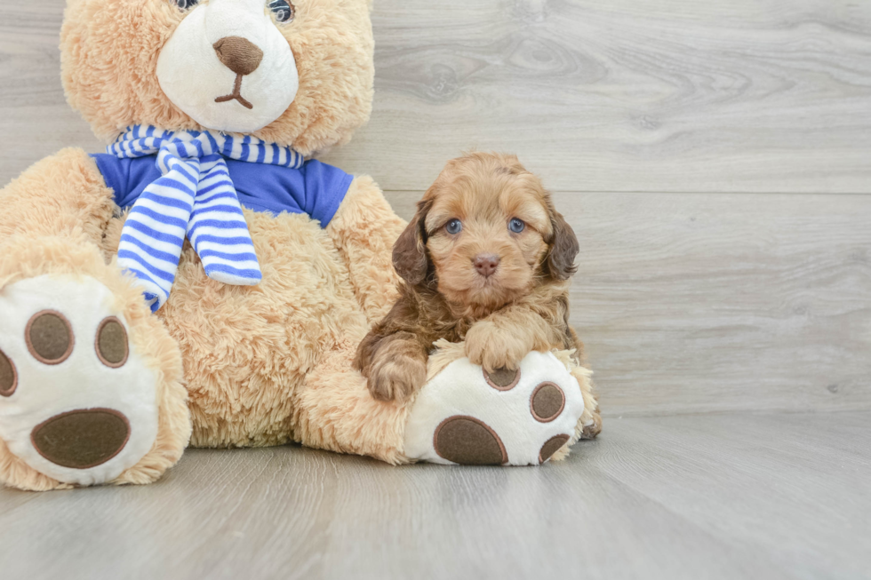 Mini Aussiedoodle Pup Being Cute