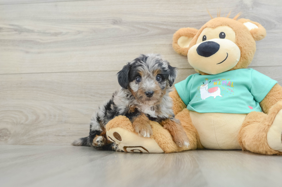 5 week old Mini Aussiedoodle Puppy For Sale - Pilesgrove Pups