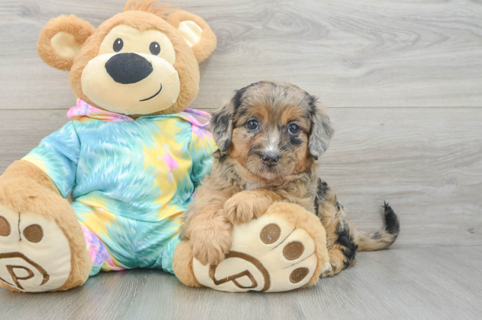 6 week old Mini Aussiedoodle Puppy For Sale - Pilesgrove Pups