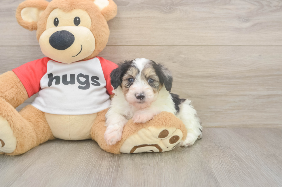 5 week old Mini Aussiedoodle Puppy For Sale - Pilesgrove Pups