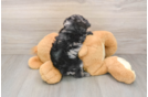 Mini Aussiedoodle Pup Being Cute