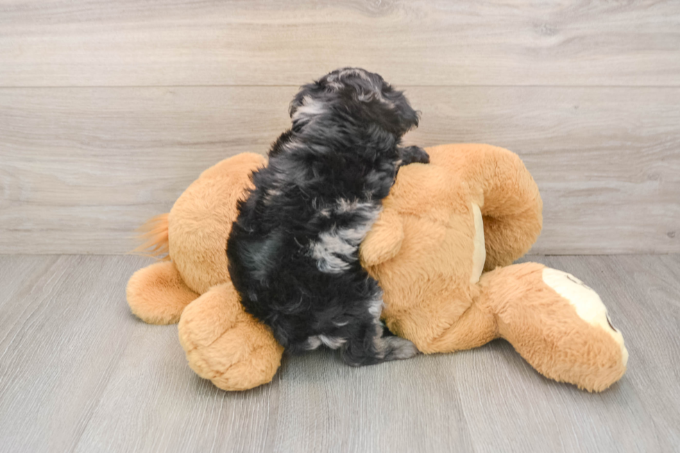 Mini Aussiedoodle Pup Being Cute