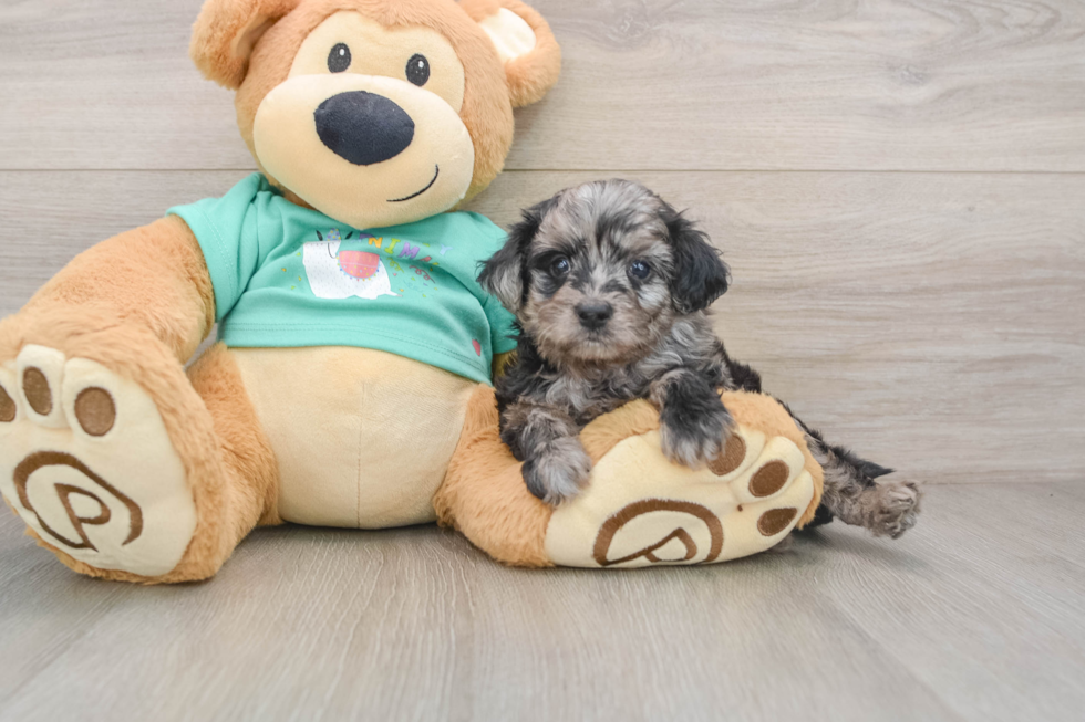Mini Aussiedoodle Pup Being Cute