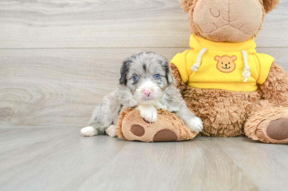 8 week old Mini Aussiedoodle Puppy For Sale - Pilesgrove Pups