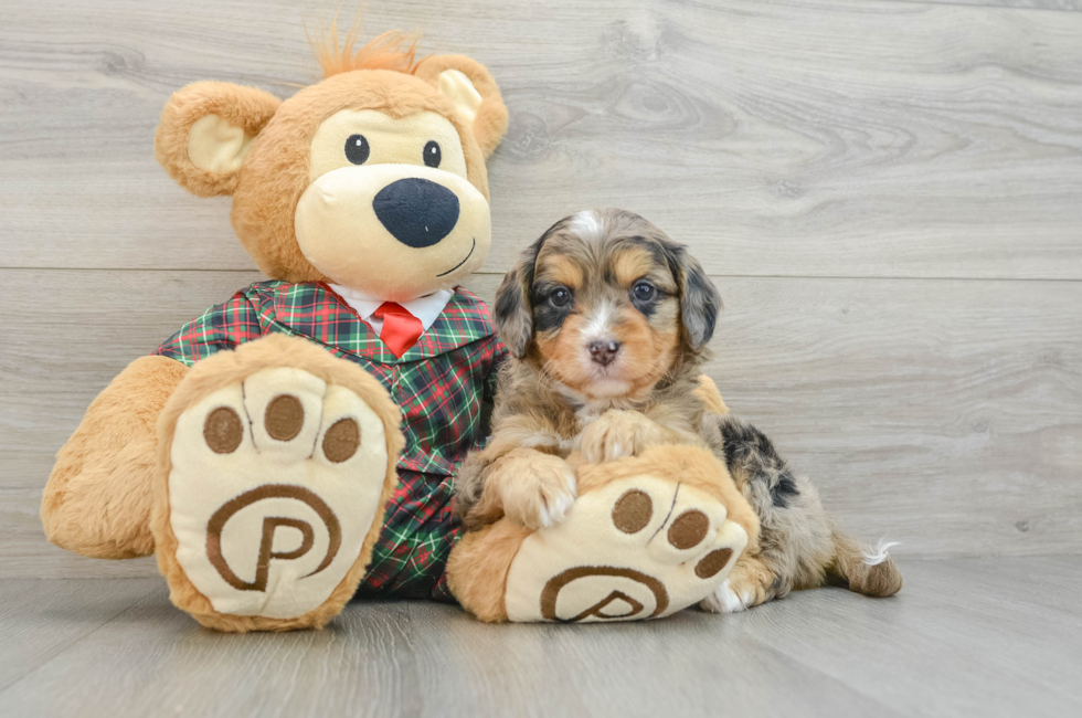 5 week old Mini Aussiedoodle Puppy For Sale - Pilesgrove Pups