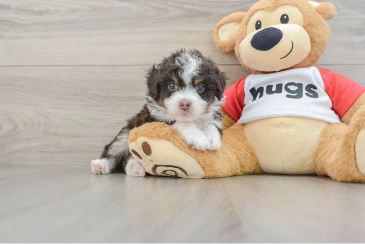 Best Mini Aussiedoodle Baby