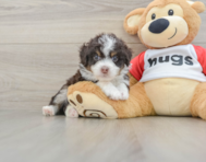 7 week old Mini Aussiedoodle Puppy For Sale - Pilesgrove Pups