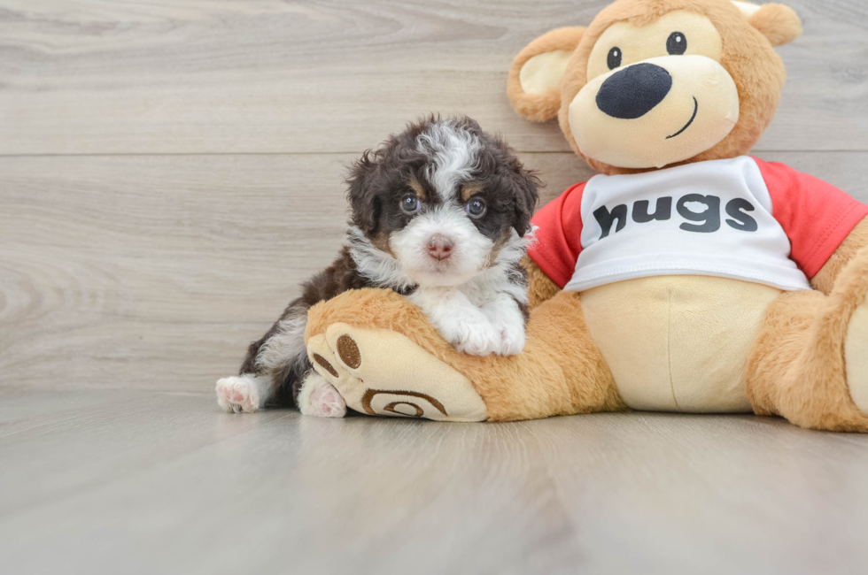 7 week old Mini Aussiedoodle Puppy For Sale - Pilesgrove Pups