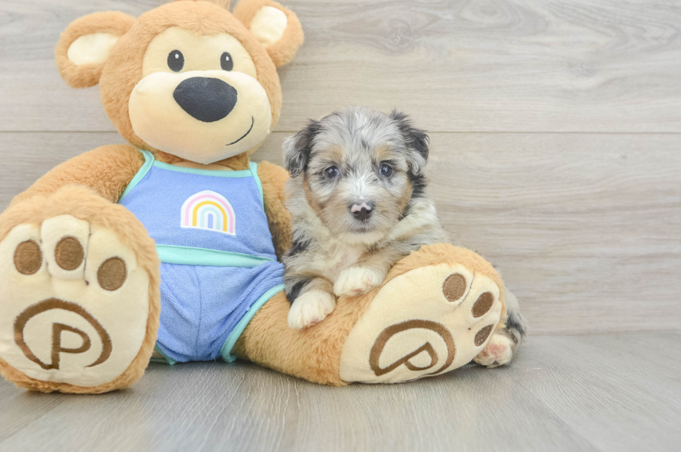 5 week old Mini Aussiedoodle Puppy For Sale - Pilesgrove Pups