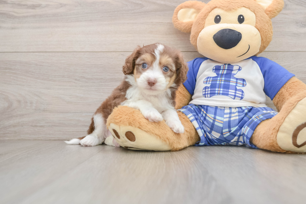 Mini Aussiedoodle Pup Being Cute