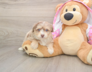 13 week old Mini Aussiedoodle Puppy For Sale - Pilesgrove Pups