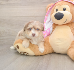 7 week old Mini Aussiedoodle Puppy For Sale - Pilesgrove Pups