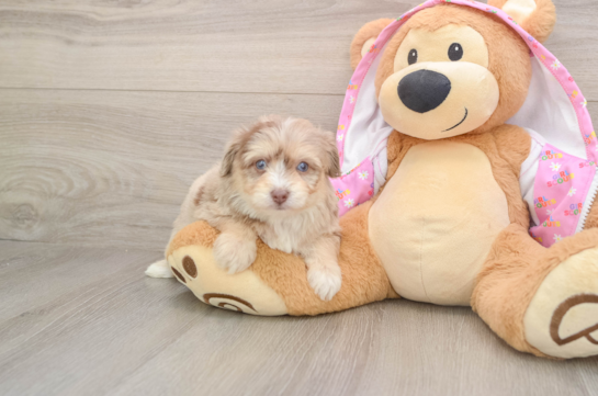 Playful Aussiepoo Poodle Mix Puppy