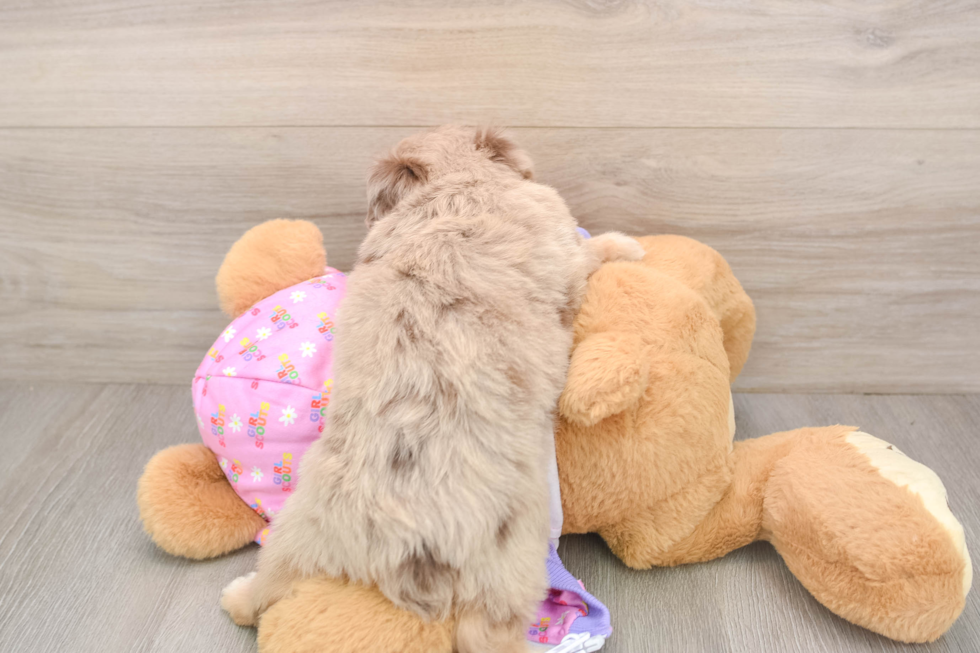 Mini Aussiedoodle Puppy for Adoption