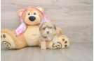 Sweet Mini Aussiedoodle Baby