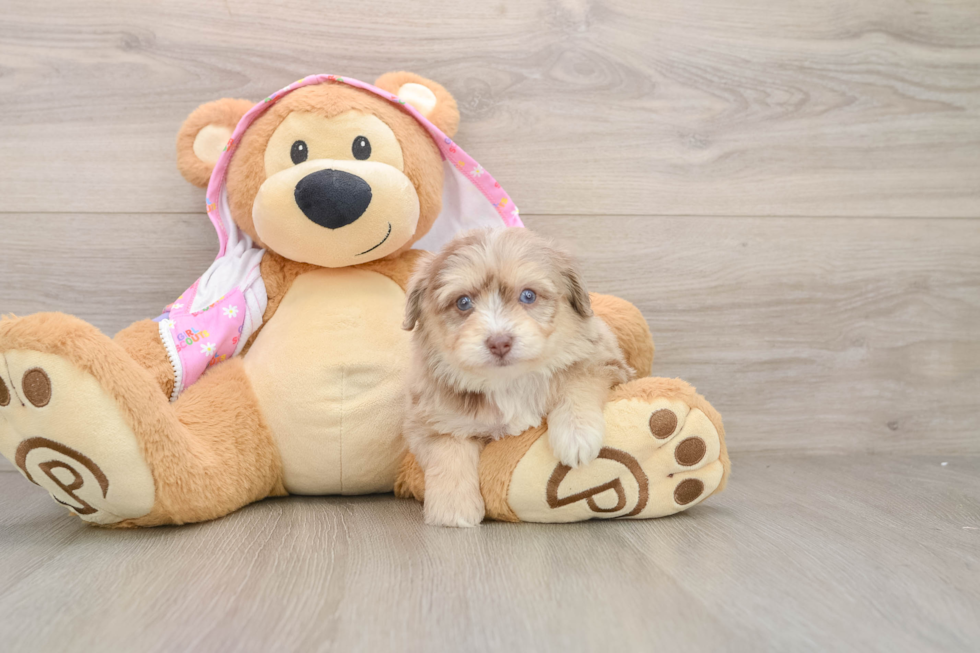 Sweet Mini Aussiedoodle Baby