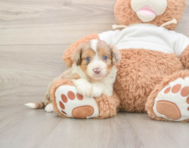 6 week old Mini Aussiedoodle Puppy For Sale - Pilesgrove Pups