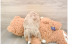 Funny Mini Aussiedoodle Poodle Mix Pup