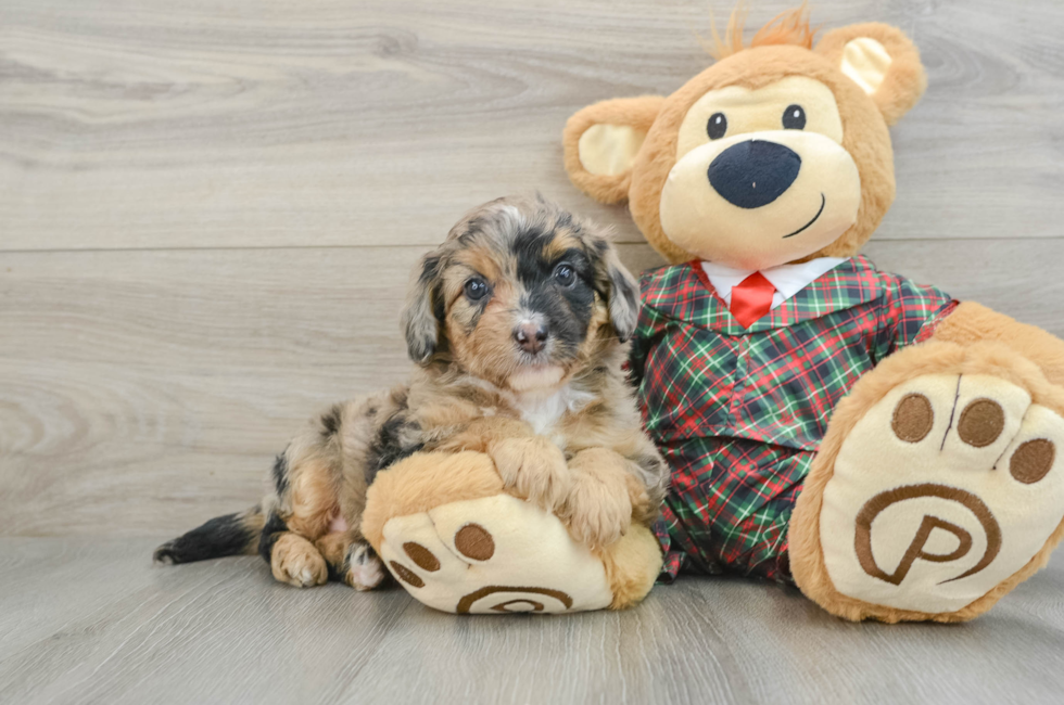 5 week old Mini Aussiedoodle Puppy For Sale - Pilesgrove Pups