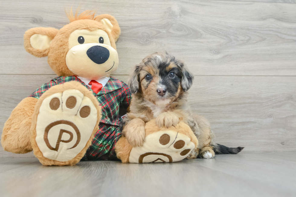 Best Mini Aussiedoodle Baby