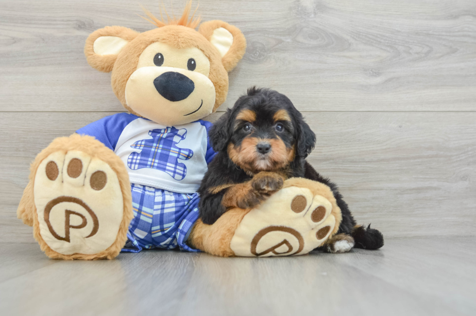 6 week old Mini Aussiedoodle Puppy For Sale - Pilesgrove Pups