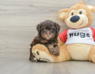 7 week old Mini Aussiedoodle Puppy For Sale - Pilesgrove Pups