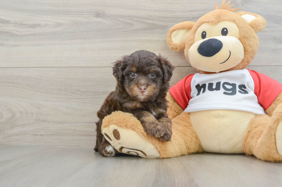 7 week old Mini Aussiedoodle Puppy For Sale - Pilesgrove Pups