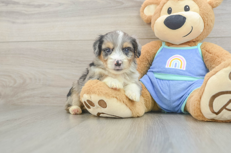5 week old Mini Aussiedoodle Puppy For Sale - Pilesgrove Pups