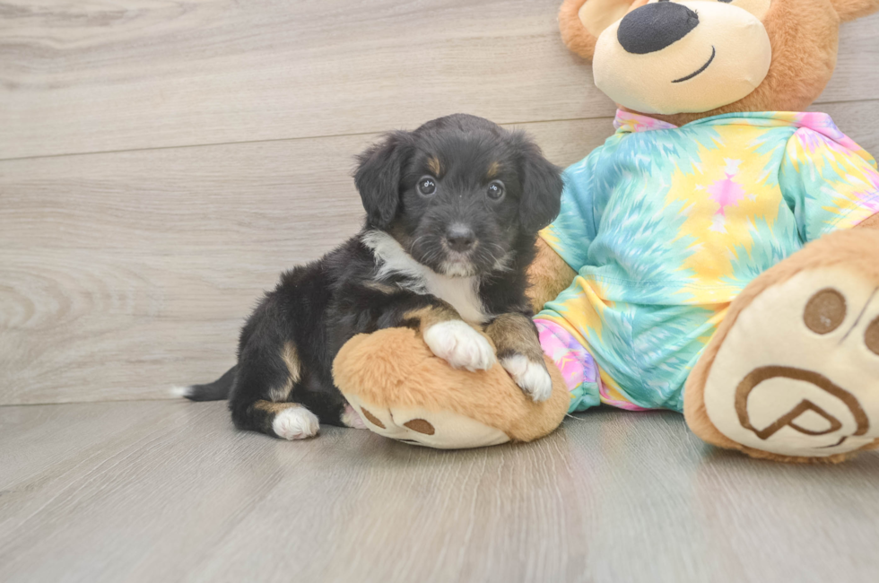5 week old Mini Aussiedoodle Puppy For Sale - Pilesgrove Pups
