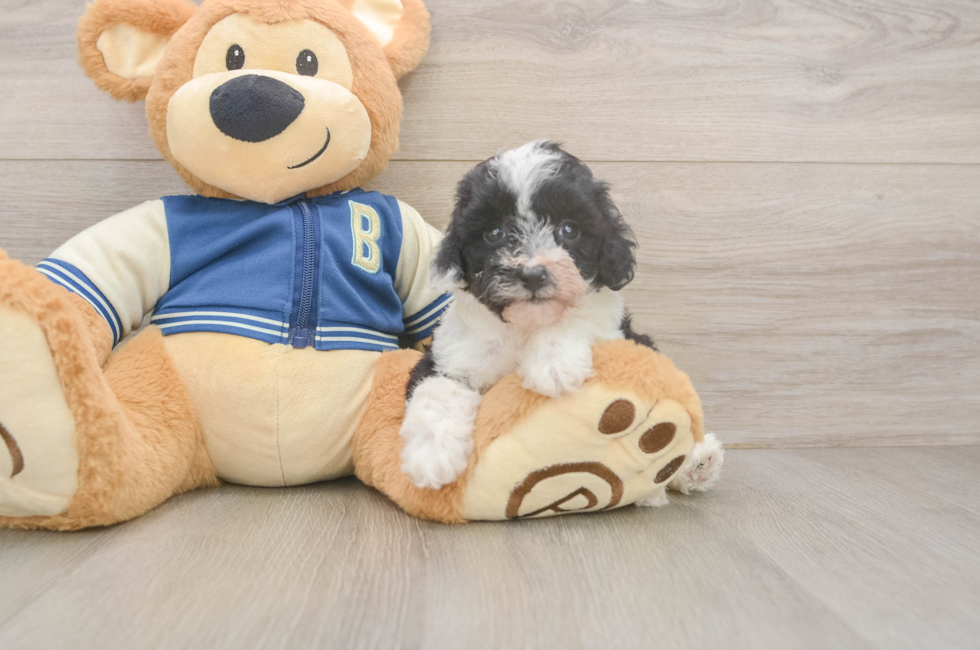 5 week old Mini Aussiedoodle Puppy For Sale - Pilesgrove Pups