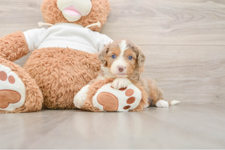 Mini Aussiedoodle Puppy for Adoption
