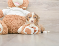 6 week old Mini Aussiedoodle Puppy For Sale - Pilesgrove Pups