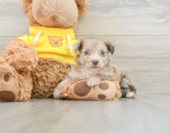 7 week old Mini Aussiedoodle Puppy For Sale - Pilesgrove Pups