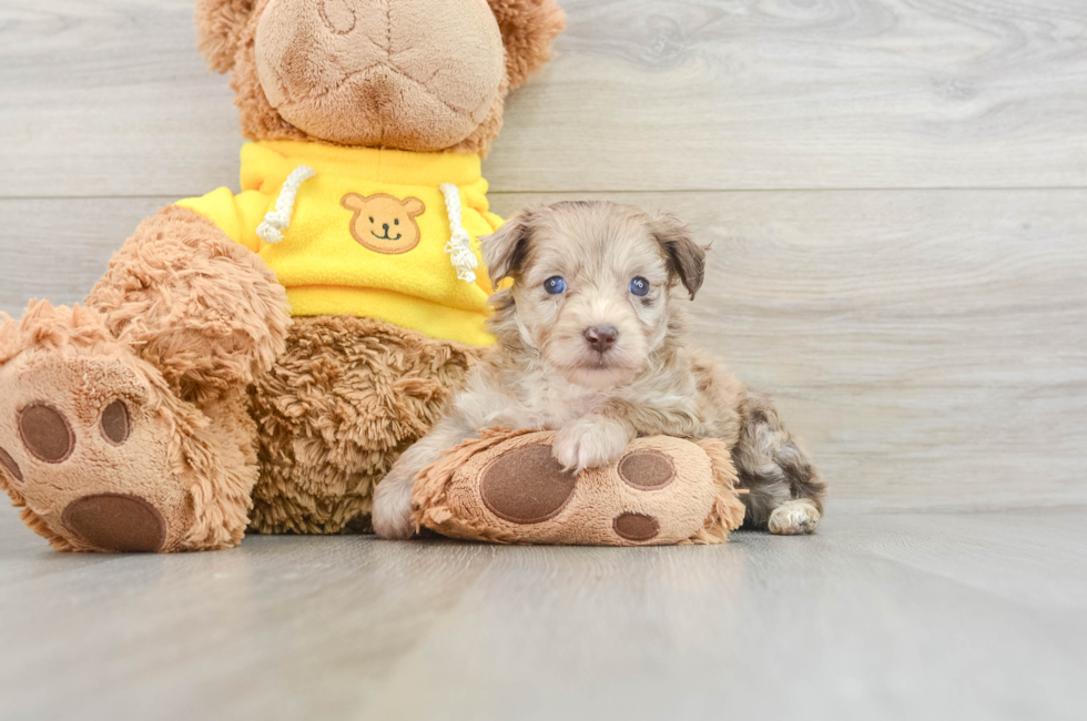 7 week old Mini Aussiedoodle Puppy For Sale - Pilesgrove Pups