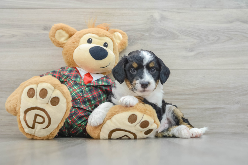 Best Mini Aussiedoodle Baby