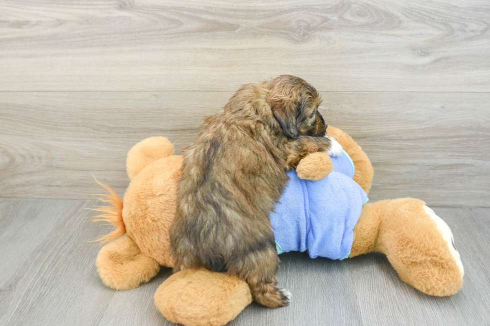 Mini Aussiedoodle Pup Being Cute