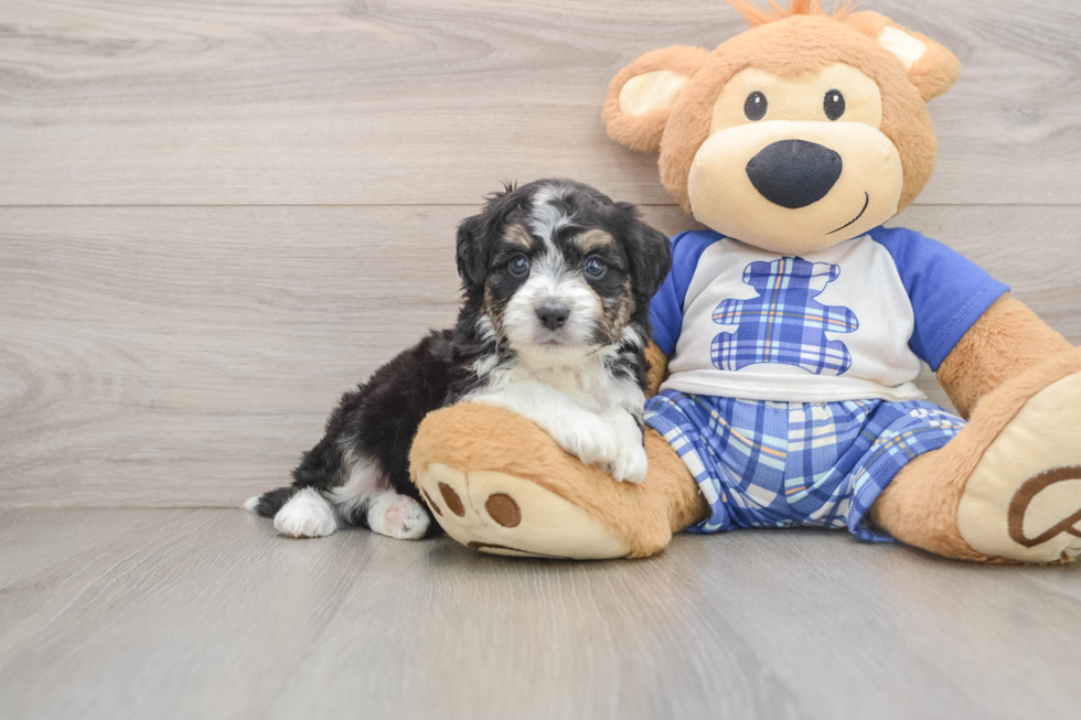 Small Mini Aussiedoodle Baby