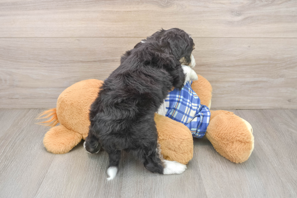 Friendly Mini Aussiedoodle Baby