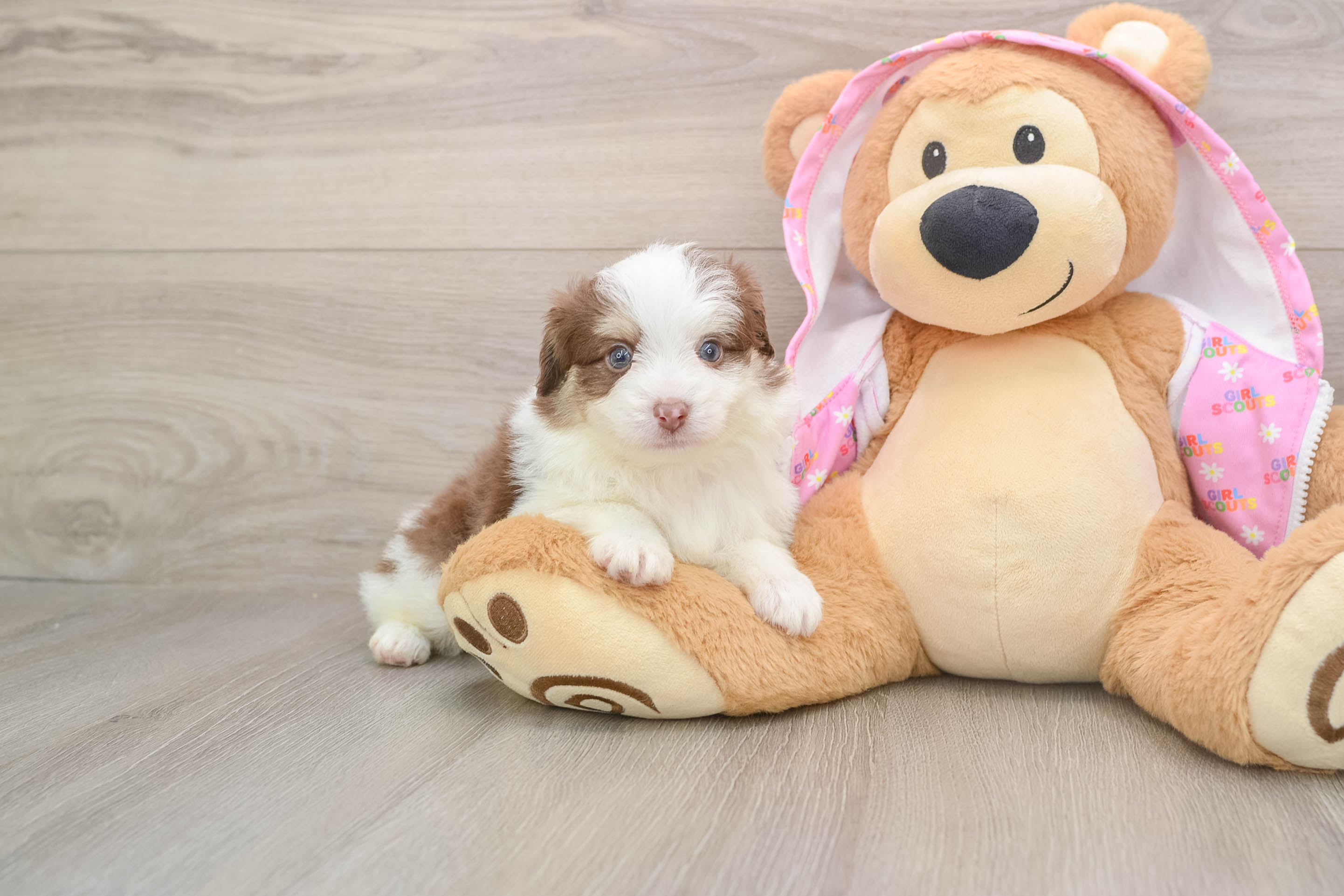 Mini Aussiedoodle Pup Being Cute