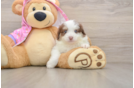 Fluffy Mini Aussiedoodle Poodle Mix Pup