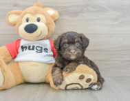 7 week old Mini Aussiedoodle Puppy For Sale - Pilesgrove Pups