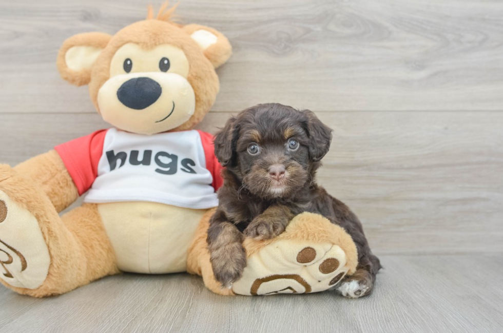 7 week old Mini Aussiedoodle Puppy For Sale - Pilesgrove Pups