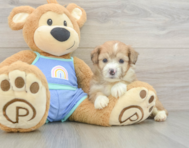 6 week old Mini Aussiedoodle Puppy For Sale - Pilesgrove Pups