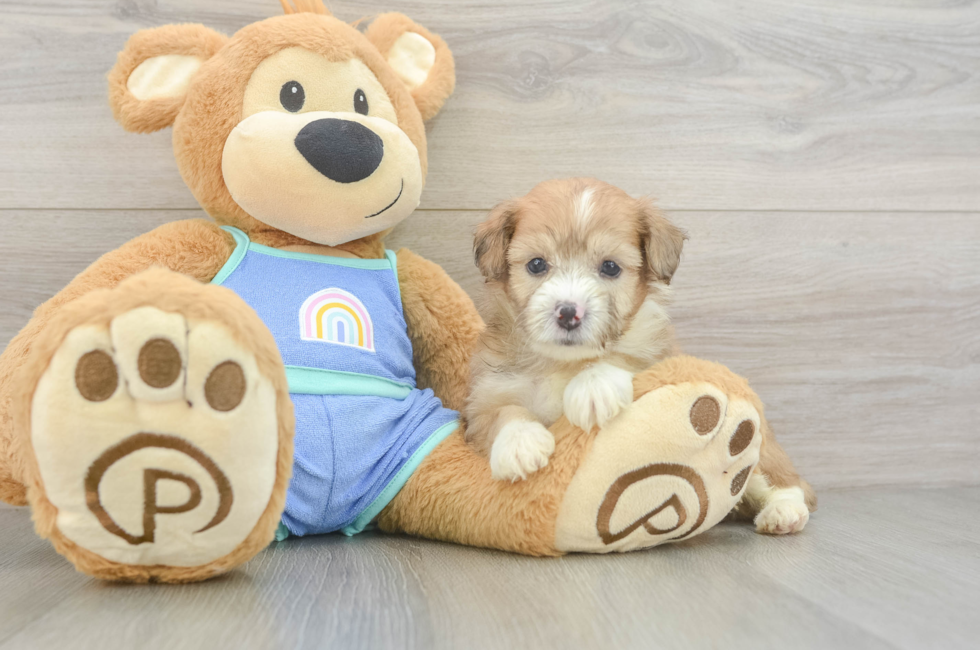 5 week old Mini Aussiedoodle Puppy For Sale - Pilesgrove Pups